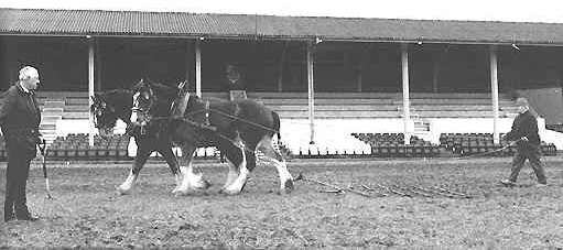 Cyril Eddy & his horses